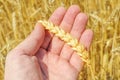 Golden harvest in hand over field Royalty Free Stock Photo