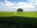 Golden Harvest: Picturesque Rice Fields in Tranquil Landscape