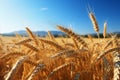 Golden harvest Ripe wheat landscape in rural farming scenery