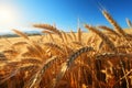 Golden harvest Ripe wheat landscape in rural farming scenery