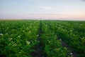 Golden Harvest: Serene Morning in the Countryside Potato Field