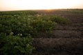 Golden Harvest: Serene Morning in the Countryside Potato Field Royalty Free Stock Photo