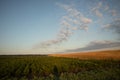 Golden Harvest: Serene Morning in the Countryside Potato Field Royalty Free Stock Photo