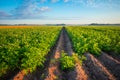 Golden Harvest: Serene Morning in the Countryside Potato Field Royalty Free Stock Photo