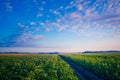 Golden Harvest: Serene Morning in the Countryside Potato Field Royalty Free Stock Photo