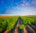 Golden Harvest: Serene Morning in the Countryside Potato Field Royalty Free Stock Photo