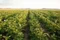 Golden Harvest: Serene Morning in the Countryside Potato Field Royalty Free Stock Photo