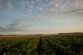 Golden Harvest: Serene Morning in the Countryside Potato Field Royalty Free Stock Photo