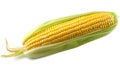 Golden Harvest: Single Ear of Corn on White Background Royalty Free Stock Photo