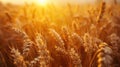 Golden Harvest: Stunning Rural Sunset with Close-up of Wheat Field, Nature\'s Bounty and Growth, Natural Product, Summer