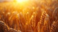 Golden Harvest: Stunning Rural Sunset with Close-up of Wheat Field, Nature\'s Bounty and Growth, Natural Product, Summer