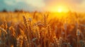 Golden Harvest: Stunning Rural Sunset with Close-up of Wheat Field, Nature\'s Bounty and Growth, Natural Product, Summer