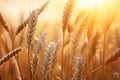 Golden Harvest: A Stunning Sunset Over a Field of Wheat in Autumn