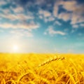 Golden harvest on sunset