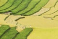 Golden harvest on terraced fields Royalty Free Stock Photo