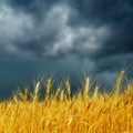 Golden harvest under dark low clouds