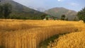Golden harvest wheat field of remote mountain region kangra Himachal India