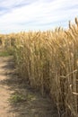 Golden harvest Willamette valley Oregon.