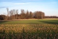Golden harvested corrn fields and green farmland around Tienen, Belgium