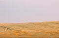 Golden Harvested Fields Lavender Skies