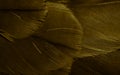 Golden hawk feathers with visible detail. background or texture