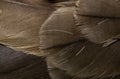 Golden hawk feathers with visible detail. background or texture