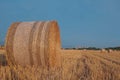 Golden hay bales on a field. Large round bundles to feed ruminant animals. Outdoor park in Rome, Italy. Countryside scenery.