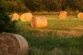 Golden hay bales left on a meadow Royalty Free Stock Photo