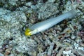 Golden-Head Sleeper Goby Valenciennea strigata