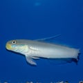 Golden Head Sleeper Goby Valenciennea strigata Royalty Free Stock Photo