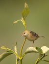 Golden headed Cisticola Cisticola exilis