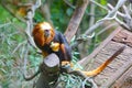 A golden headed lion faced marmoset (Leontopithecus chrysomelas)