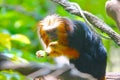 A golden headed lion faced marmoset (Leontopithecus chrysomelas) eating Royalty Free Stock Photo