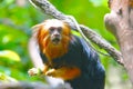 A golden headed lion faced marmoset (Leontopithecus chrysomelas) eating Royalty Free Stock Photo