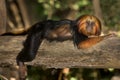 Golden Headed Lion Tamarin Royalty Free Stock Photo