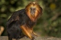 Golden Headed Lion Tamarin Royalty Free Stock Photo