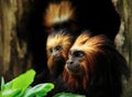 Golden headed Lion Tamarin Royalty Free Stock Photo