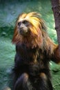 Golden-headed Lion Tamarin Royalty Free Stock Photo