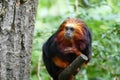 Golden-headed lion tamarin