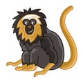 Golden-headed lion tamarin. Isolated wild ape