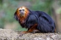 Golden-headed lion tamarin