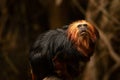 Golden-headed lion tamarin at London Zoo