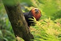 Golden headed lion tamarin Royalty Free Stock Photo