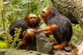 Golden-headed Lion Tamarins