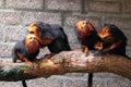 Golden-headed lion tamarins