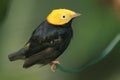 Golden-headed manakin Royalty Free Stock Photo