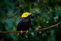 Golden-headed manakin, Ceratopipra erythrocephala, rare bizar bird, Amazon, Brazil in South America. Wildlife scene from nature.