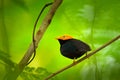 Golden-headed manakin, Ceratopipra erythrocephala, rare bizar bird, Trinidad and Tobago, Central America. Wildlife scene from natu