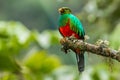 Golden Headed Quetzal Royalty Free Stock Photo