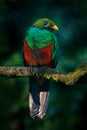 Golden-headed Quetzal, Pharomachrus auriceps, Ecuador. Magical colorful bird from dark tropical forest